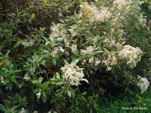 Nursery (flower, shrubs, ornamental trees): Olearia cheesemanii x 30 Landscape Grade