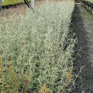 Olearia dartonii x 10 Landscape Grade