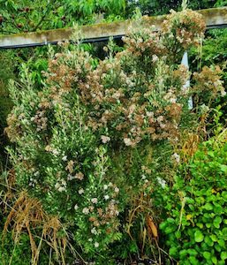 Olearia haastii x 10 Landscape Grade