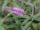 Hebe Lavender Wand x 30 Landscape Grade