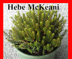 Nursery (flower, shrubs, ornamental trees): Hebe McKeanii x 10