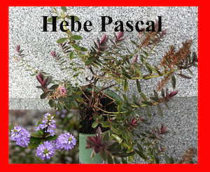 Nursery (flower, shrubs, ornamental trees): Hebe Pascal x 30 Landscape Grade