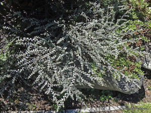 Nursery (flower, shrubs, ornamental trees): Hebe pimeleoides x 10 Landscape Grade