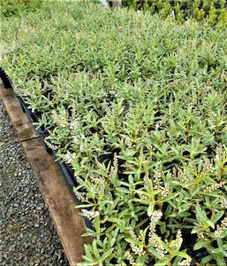 Nursery (flower, shrubs, ornamental trees): Hebe pinguifolia ‘pagei’ x 10 Landscape Grade