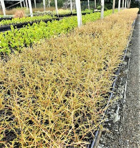 Nursery (flower, shrubs, ornamental trees): Coprosma rugosa x 42 Wholesale Grade