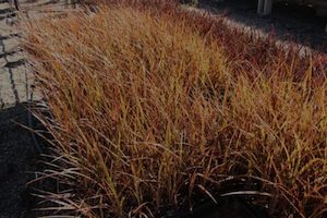 Cordyline australis purpurea x 30