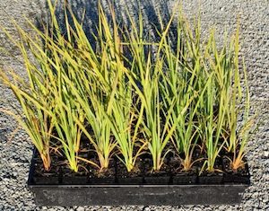 Cordyline australis x 10 Landscape Grade