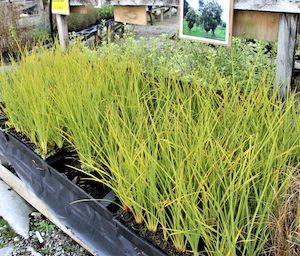 Cordyline australis x 42. 7cm pots