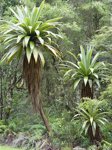 Cordyline indivisa x 10