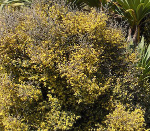 Nursery (flower, shrubs, ornamental trees): Corokia cotoneaster x 150