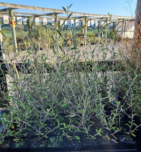 Nursery (flower, shrubs, ornamental trees): Corokia cotoneaster x 30