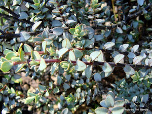 Nursery (flower, shrubs, ornamental trees): Hebe Quicksilver x 10 Landscape Grade