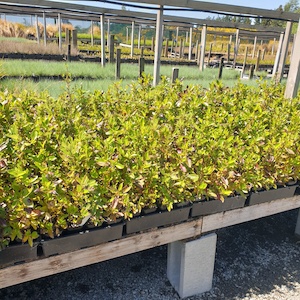 Coprosma robusta X 42 7cm Pots