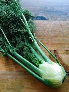 Fennel Bulb