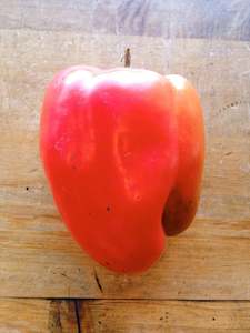 Capsicum, Red