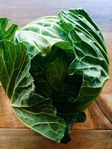 Cabbage, Green