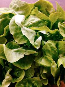 Lettuce 'Green Oak'