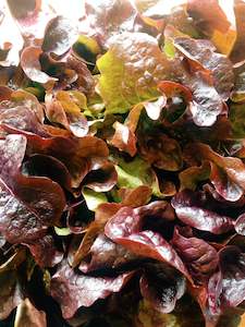 Specialised food: Lettuce 'Red Oak'