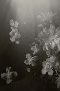 Clematis | Photographic Print | Danelle Bohane + Leaf & Honey