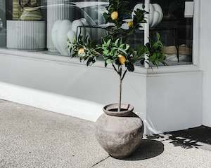 Topiary Citrus Tree