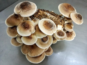 Shiitake MycoLogic