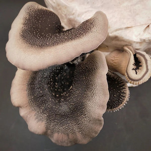 Brown Oyster MycoLogic