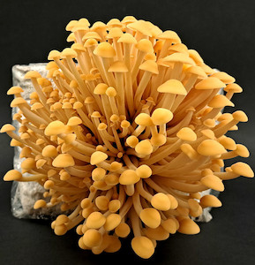 Professional, scientific and technical: Enoki Mushroom Grow Kit (Free Shipping) MycoLogic