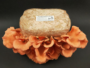 Pink Oyster Mushroom Grow Kit MycoLogic