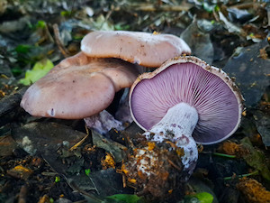 Professional, scientific and technical: Wood Blewits MycoLogic