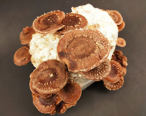 NZ Shiitake MycoLogic