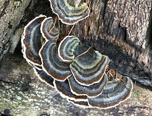 Professional, scientific and technical: Turkey Tail MycoLogic