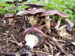 Wine Caps / King Stropharia MycoLogic