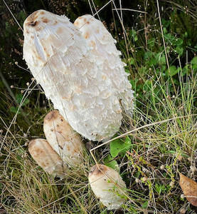 Shaggy Mane MycoLogic