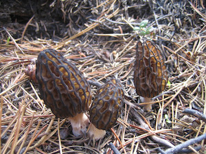 Black Morel Spawn MycoLogic