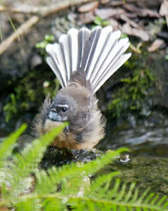 Creative art: Fluffy Fantail