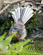 Fluffy Fantail