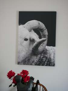 Herdwick Ram Horn