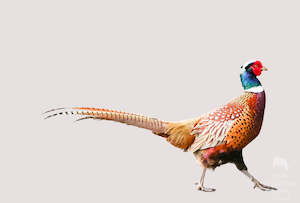 The Pheasant