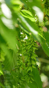 Green Seeds