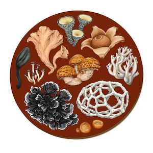 Gift: NZ Fungi Phellodon - Placemat