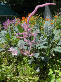 Psylliostachys suworowii plants (Rats Tail Statice)