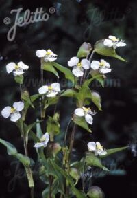 Commelina coelestris alba seeds