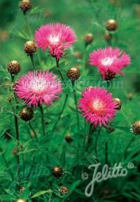 Centaurea dealbata plants