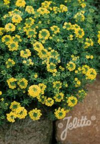 Alyssum montanum ‘Mountain Gold’ seeds