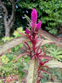 C - Flower Seeds - C: Celosia spicata ‘Flamingo Feathers Purple’ seeds