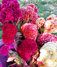 Celosia argentea cristata ‘Temple Bells’ – (Cockscomb)