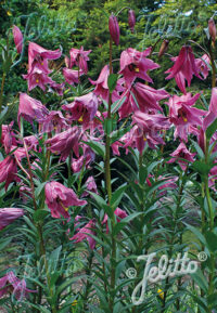 Lilium mackliniae Naga form seeds – (Manipur Lily)