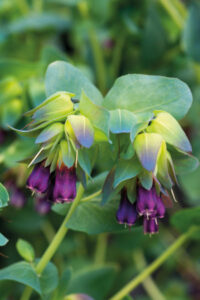 Cerinthe major ‘Purple Belle’ seeds – (Blue Shrimp Plant , Honeywort)