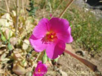 Cistanthe grandiflora seeds – ( Calandrinia spectabilis, Rock Purslane)