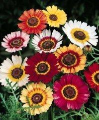 C - Flower Seeds - C: Chrysanthemum carinatum ‘Rainbow Mix’ seeds – (Painted Daisy)